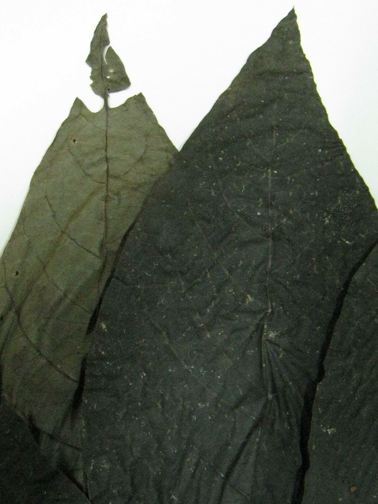 Tocoyena guianensis other