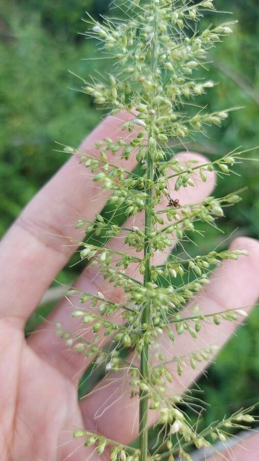 Setaria vulpiseta fruit