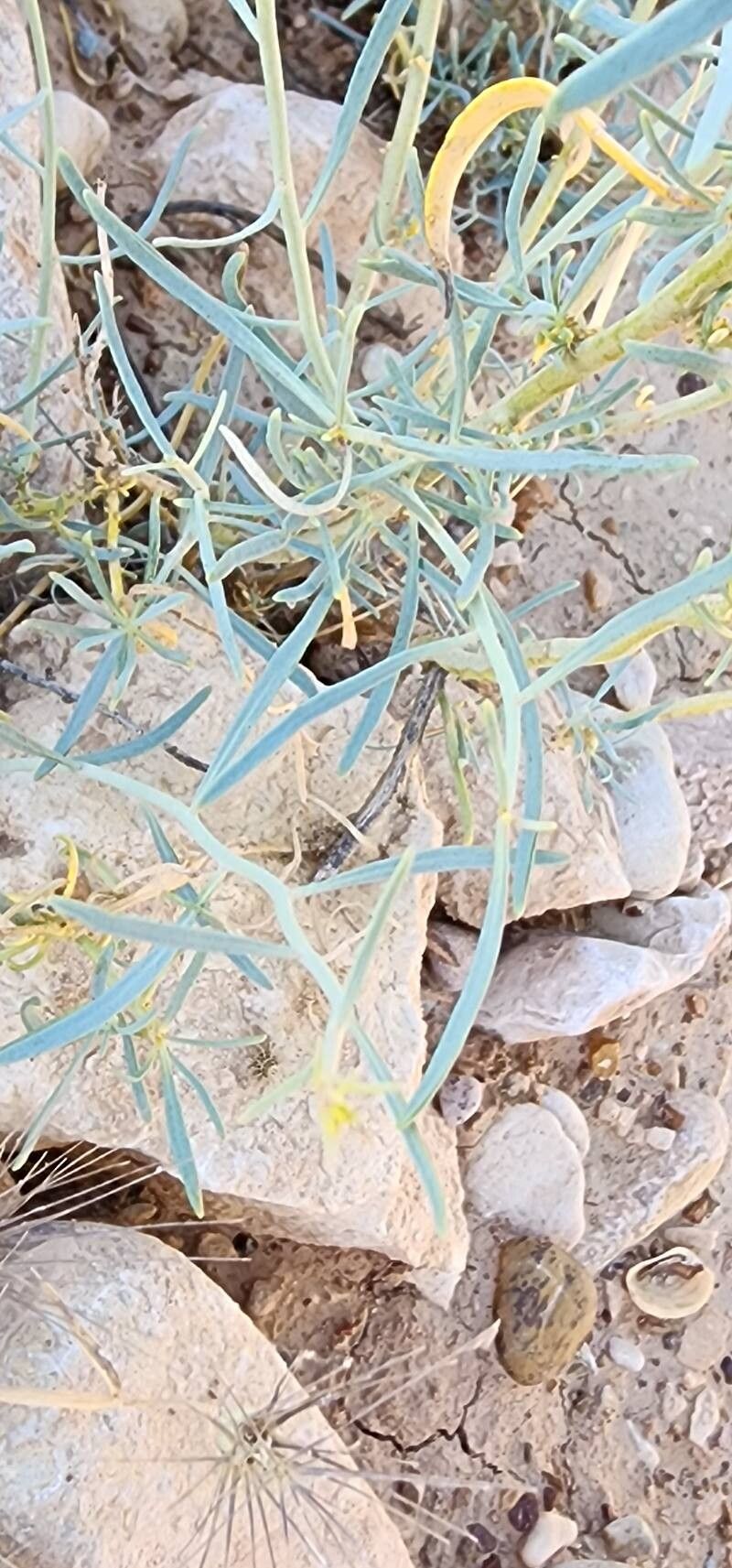 Haplophyllum canaliculatum leaf