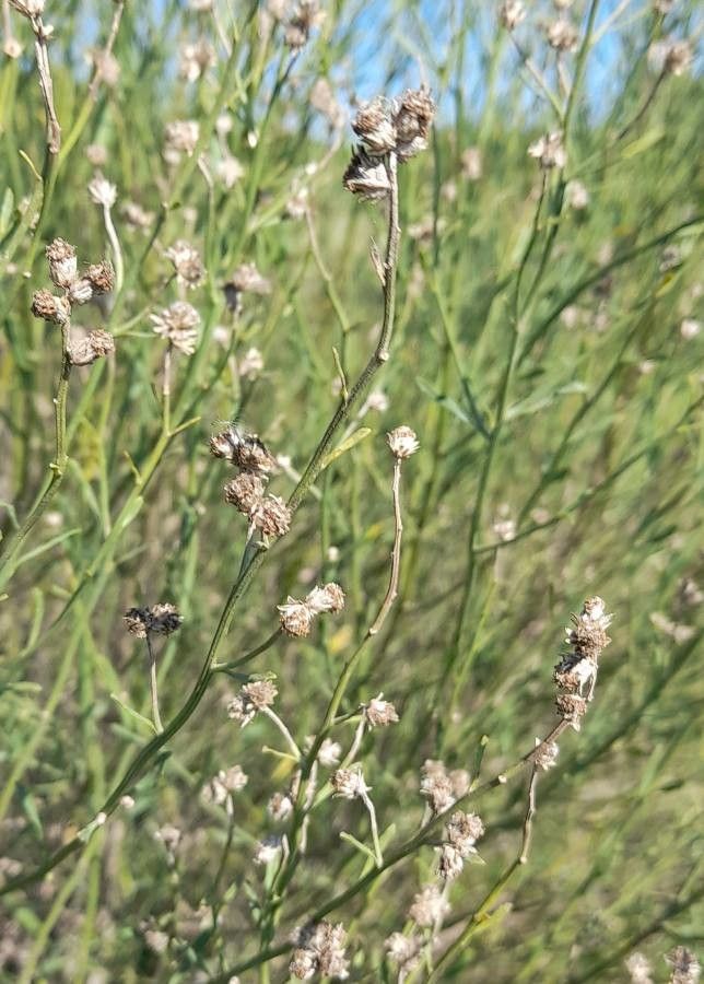 Baccharis spicata flower