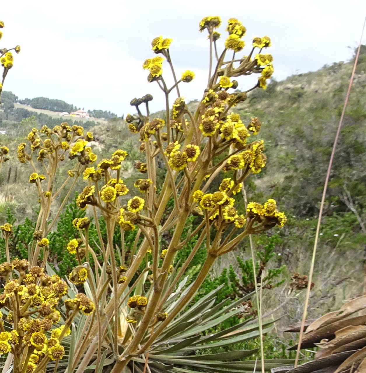 Espeletia argentea flower