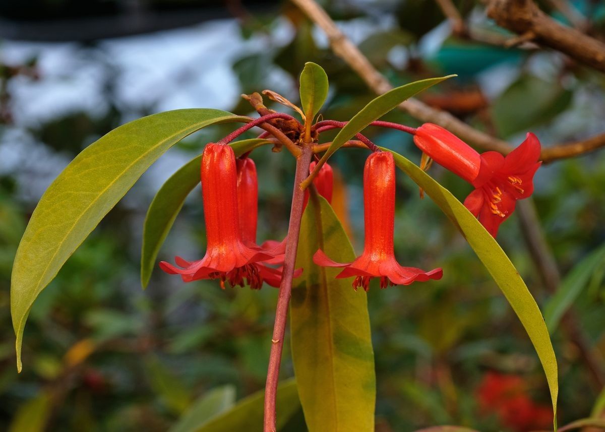 Rhododendron leptobrachion — houseplant care guide