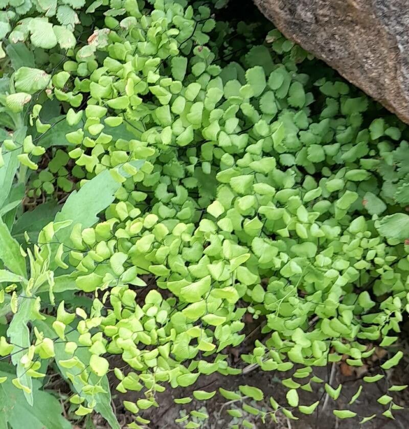 Adiantum poiretii habit