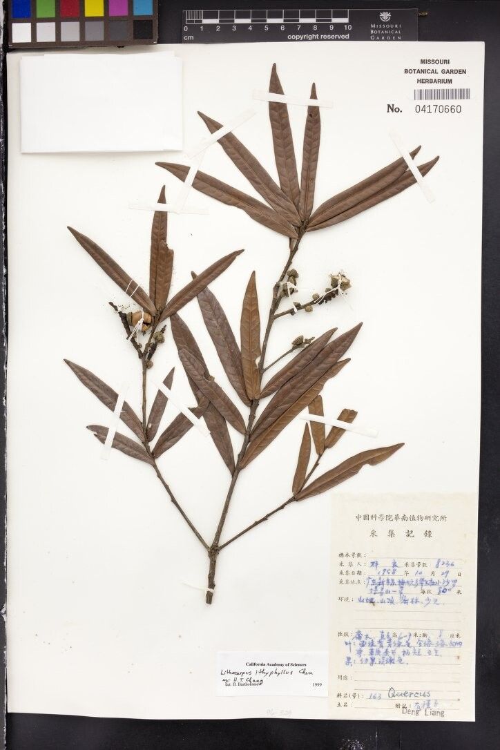 Lithocarpus ithyphyllus — houseplant care guide