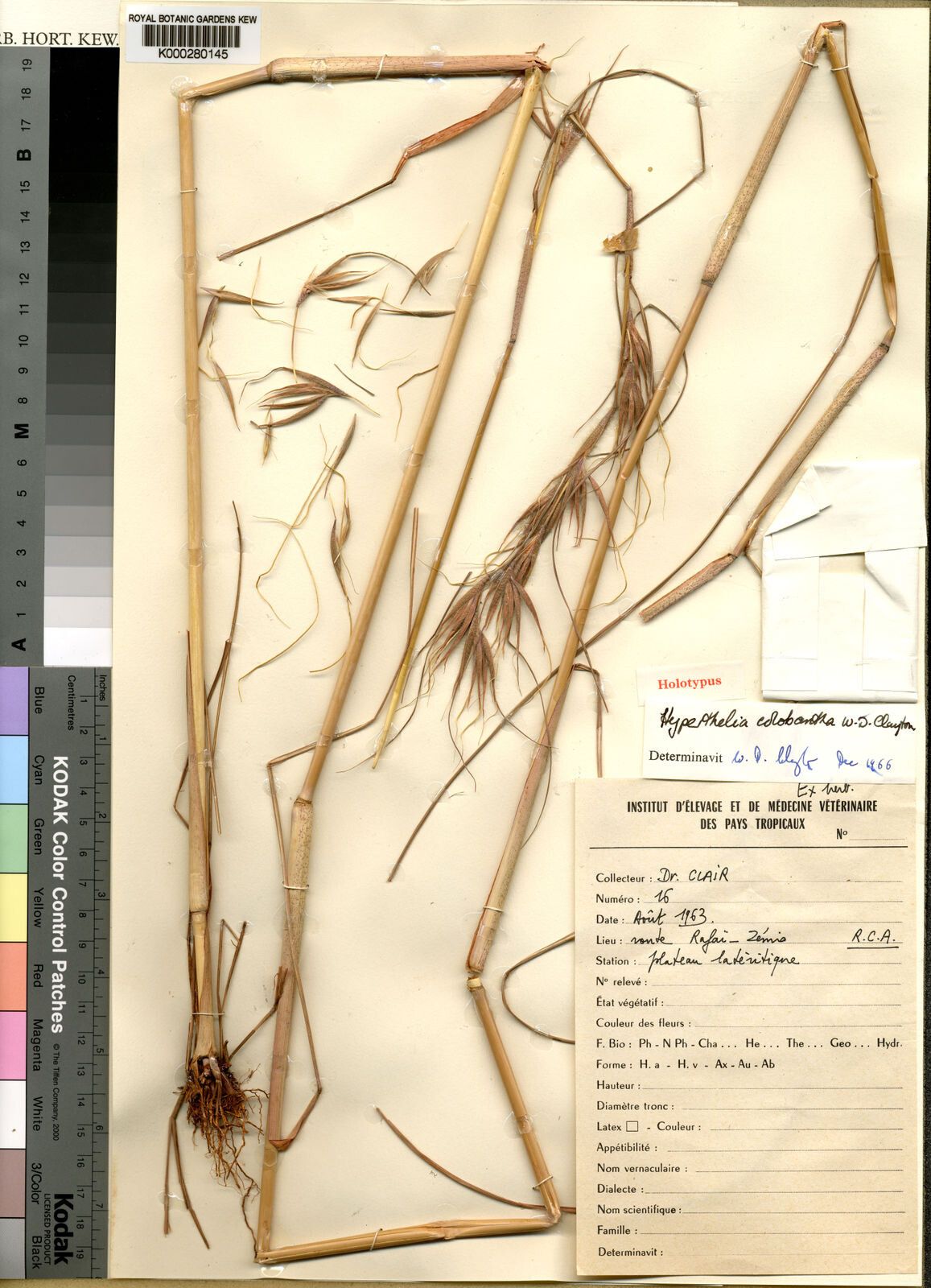 Hyperthelia colobantha — related species from the same genus