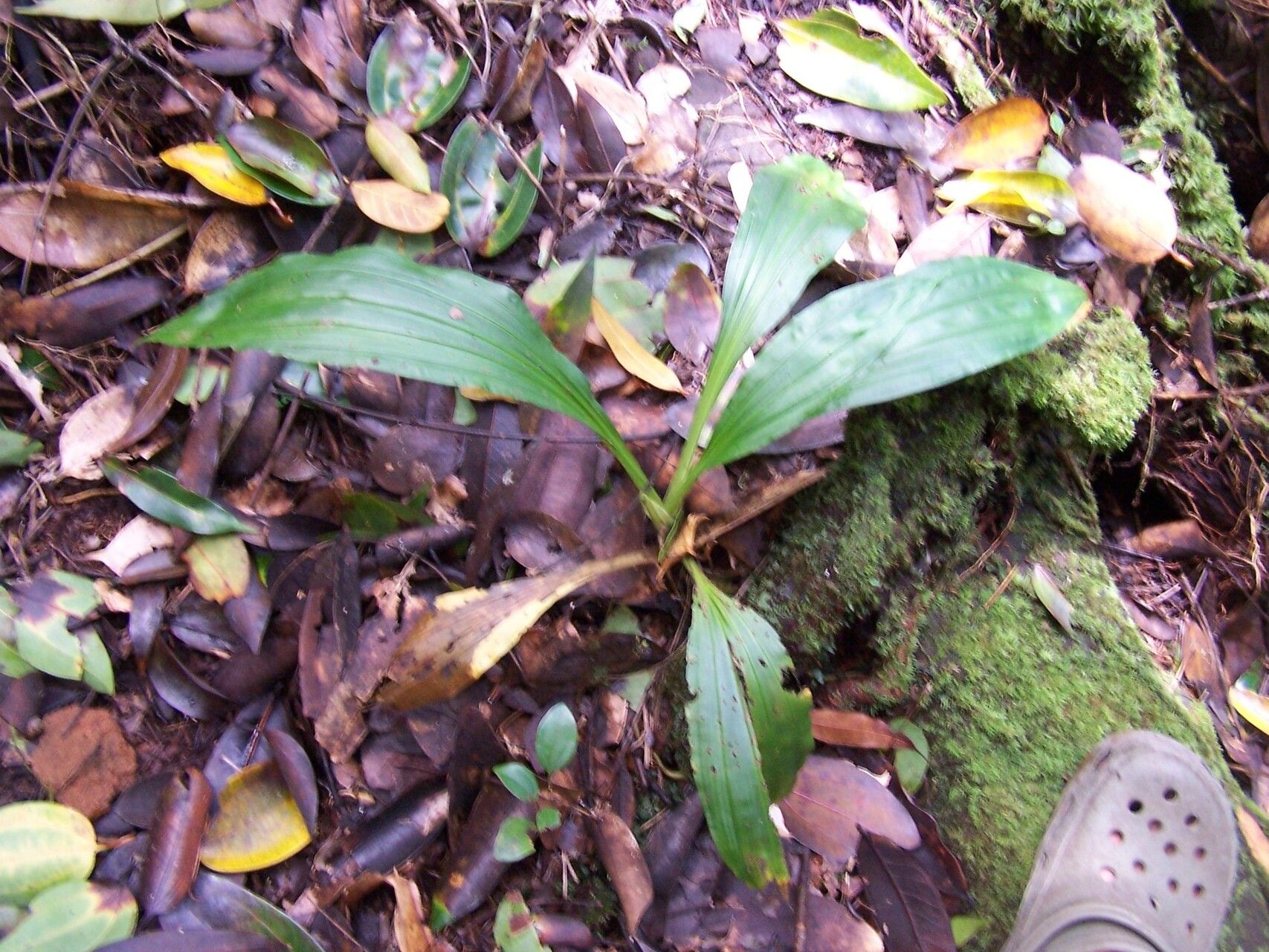 Calanthe millotae habit