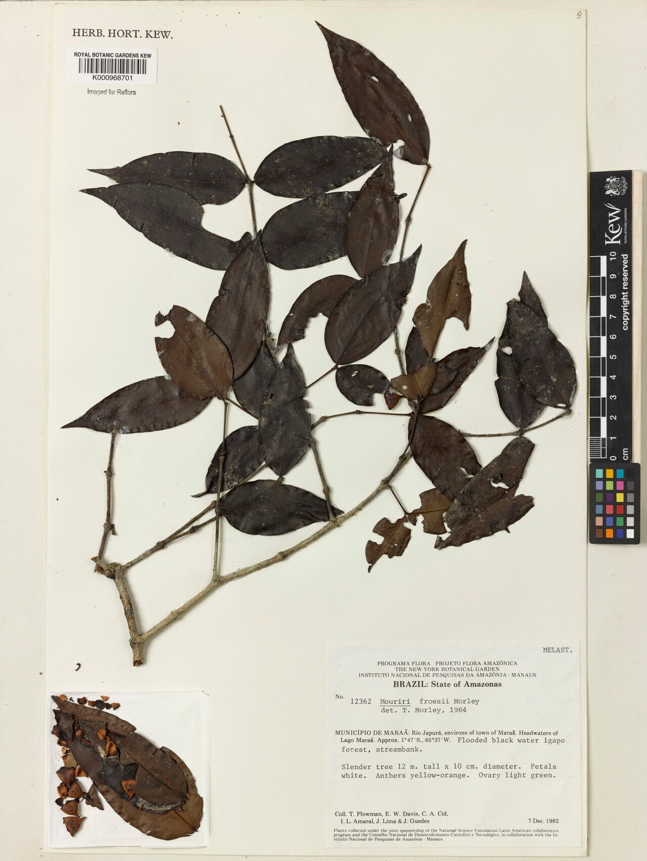 Mouriri froesii — search result for 'Mouriri'