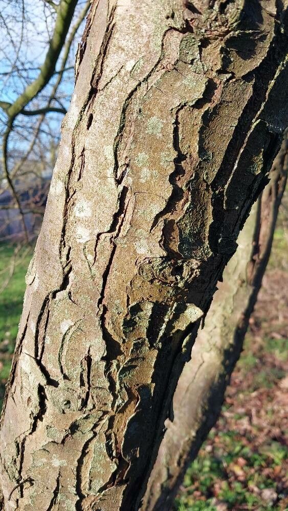 Malus transitoria bark
