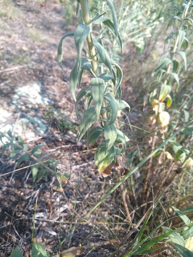 Brickellia eupatorioides leaf