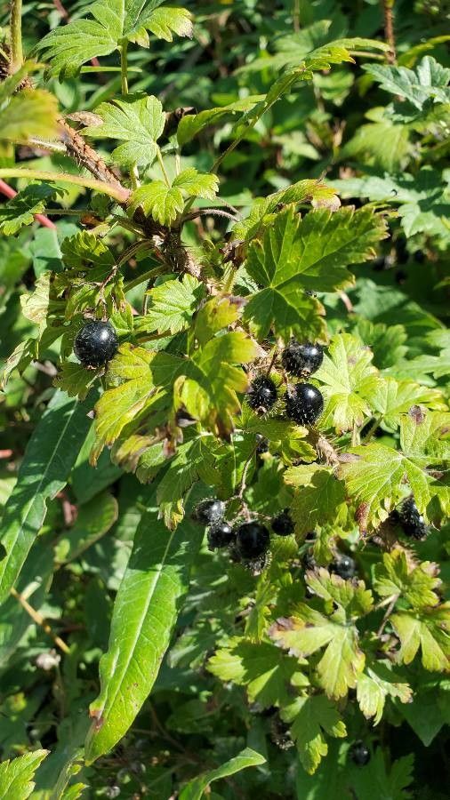 Ribes montigenum fruit