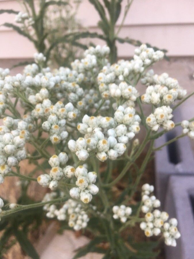 Gnaphalium viravira — houseplant care guide