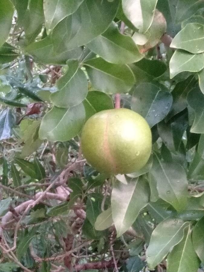 Xylocarpus rumphii fruit
