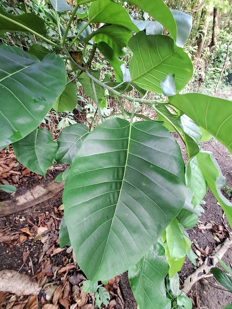 Ficus bubu — houseplant care guide