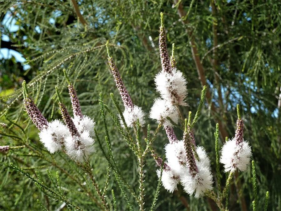 Melaleuca huegelii flower
