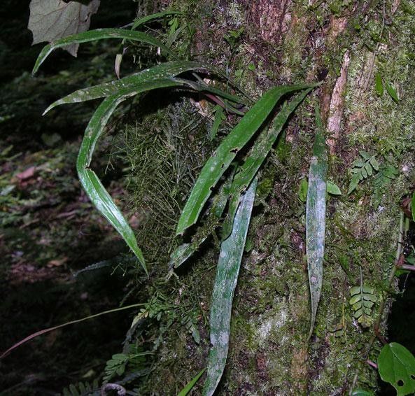 Ananthacorus angustifolius habit