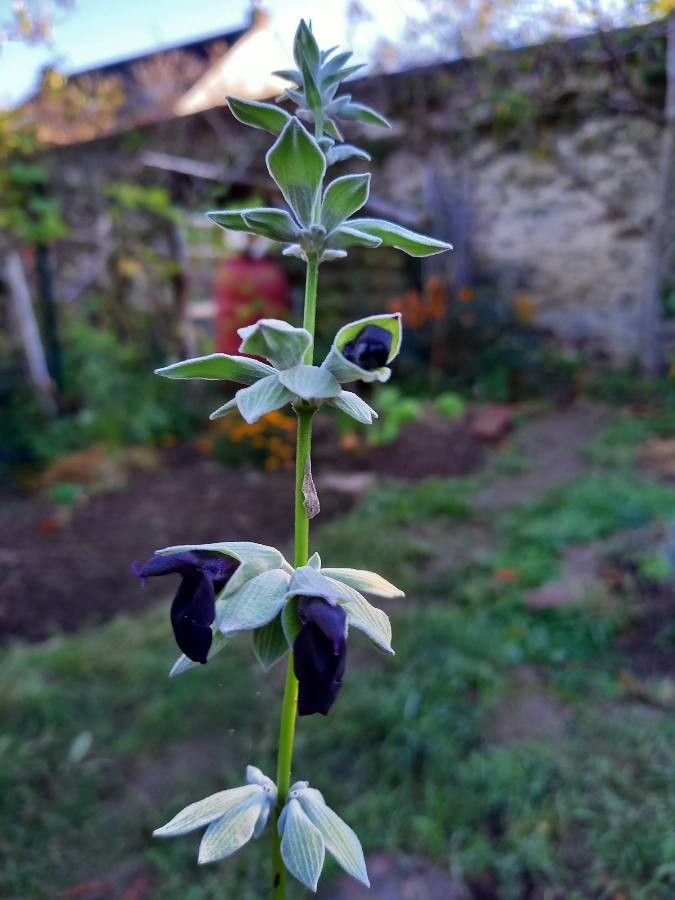 Salvia discolor fruit