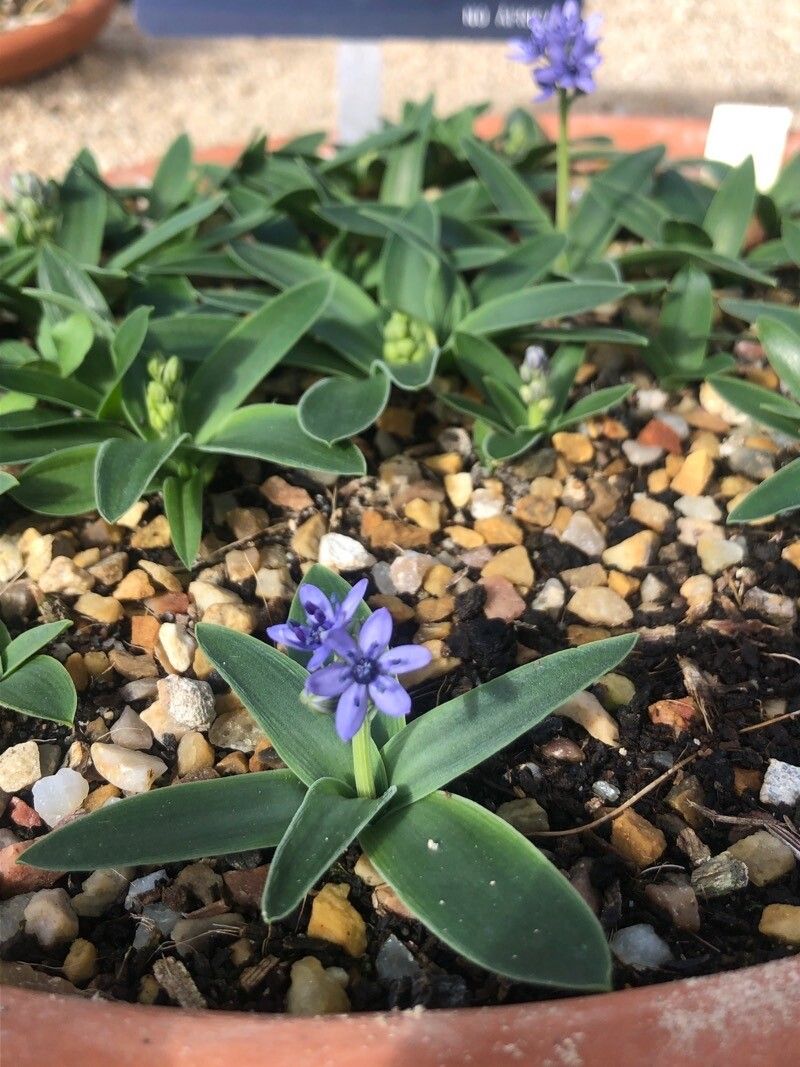 Hyacinthoides lingulata leaf