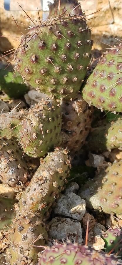 Opuntia fragilis — plants for gifts houseplant