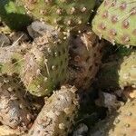 Opuntia fragilis