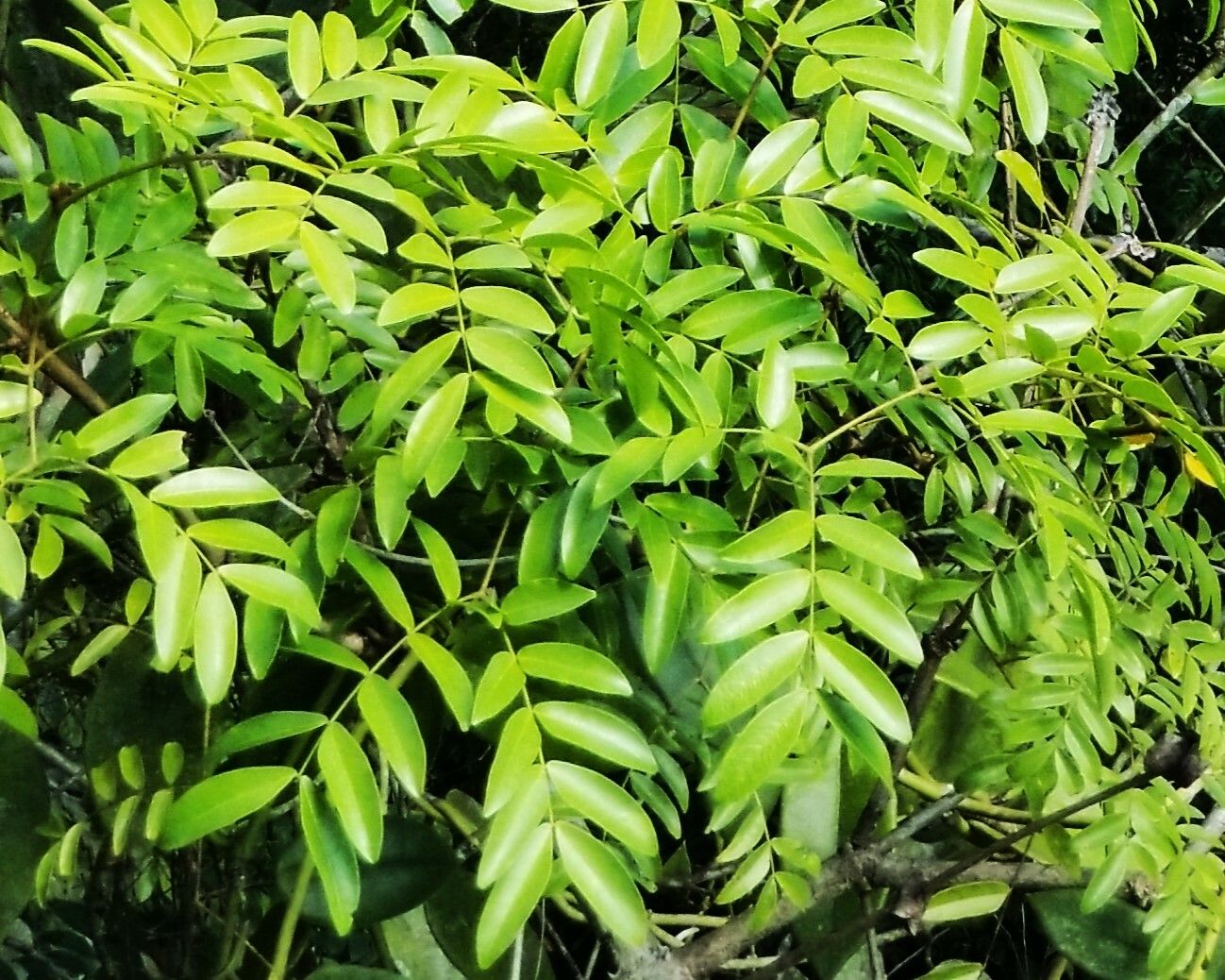 Biancaea oppositifolia leaf