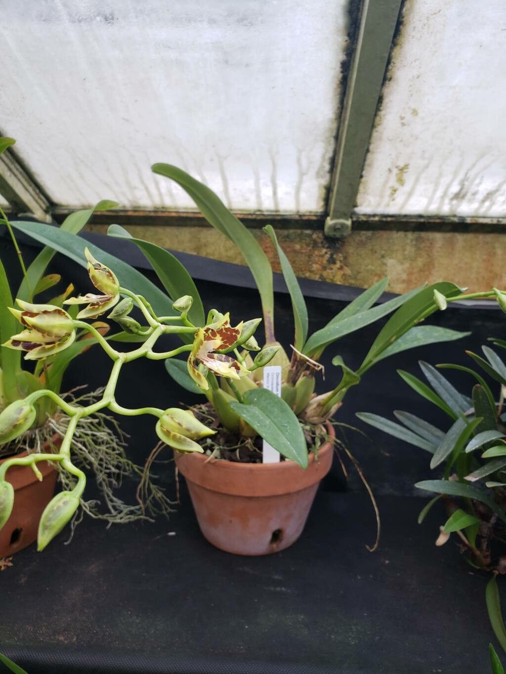 Oncidium maculatum habit