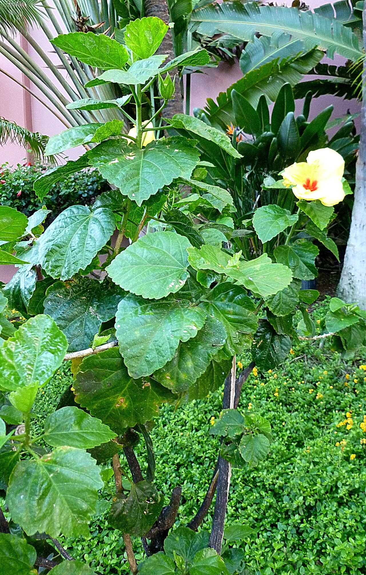 Hibiscus brackenridgei habit