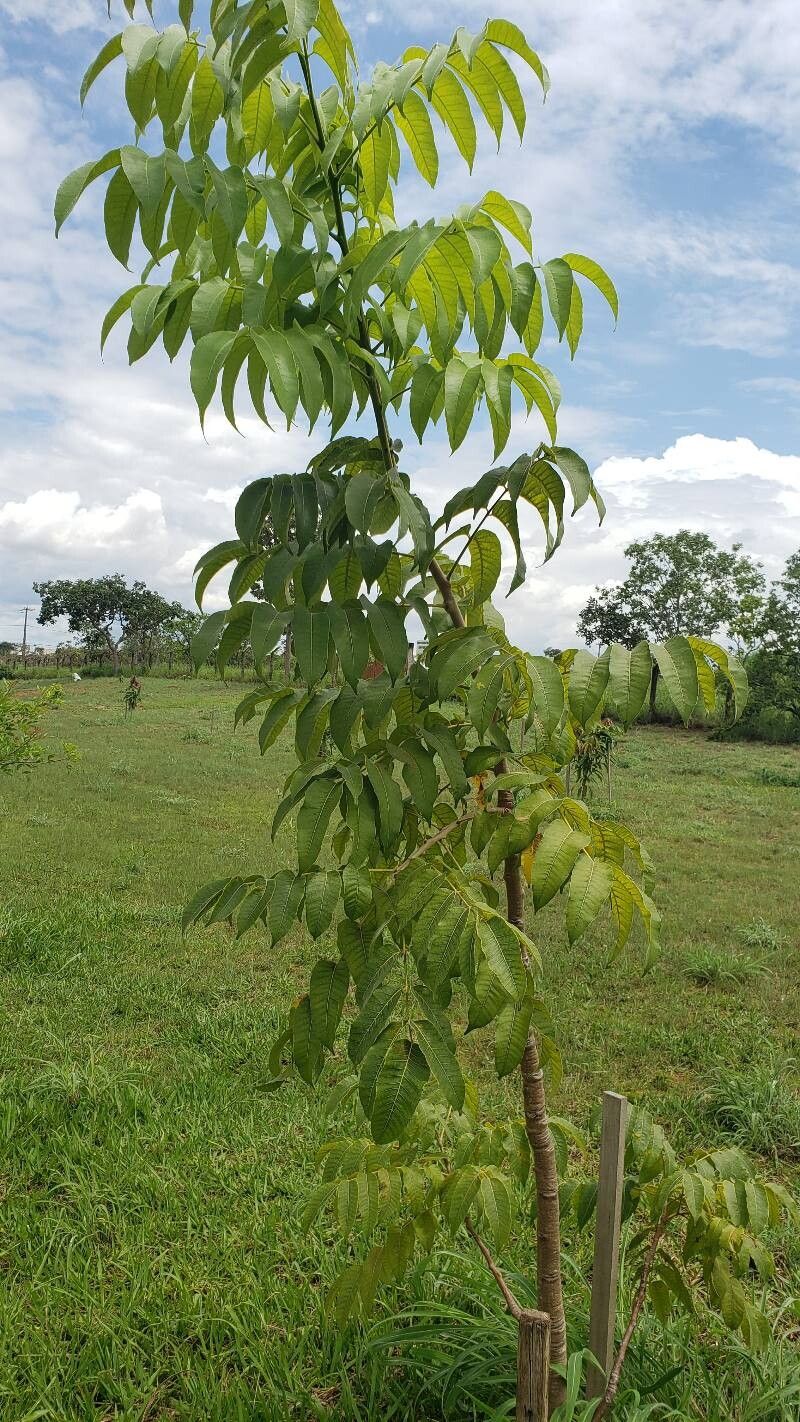 Astronium fraxinifolium habit