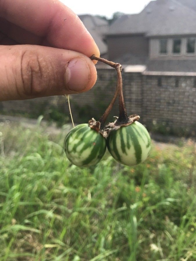 Solanum dimidiatum fruit