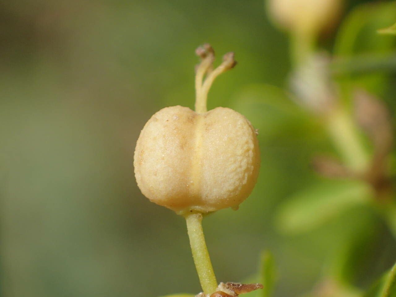 Euphorbia segetalis fruit