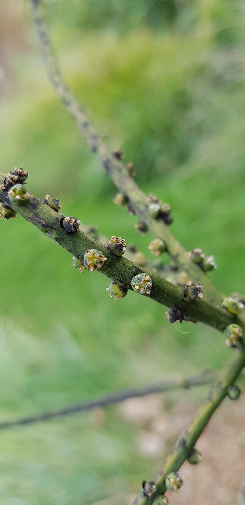 Chamaedorea radicalis flower