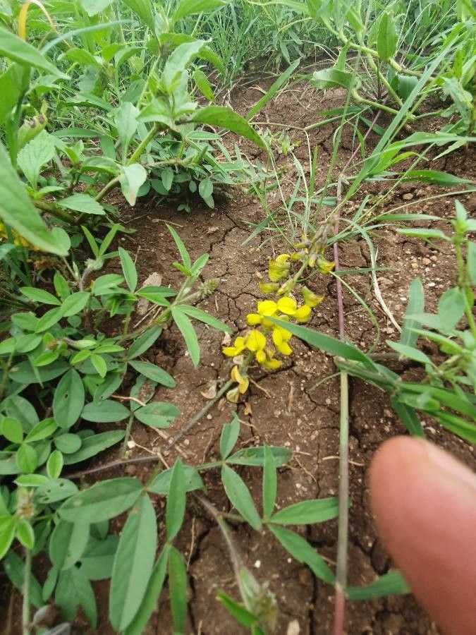 Crotalaria chrysochlora habit