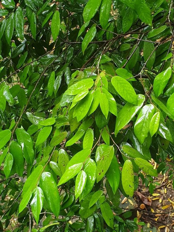 Canarium sumatranum bark