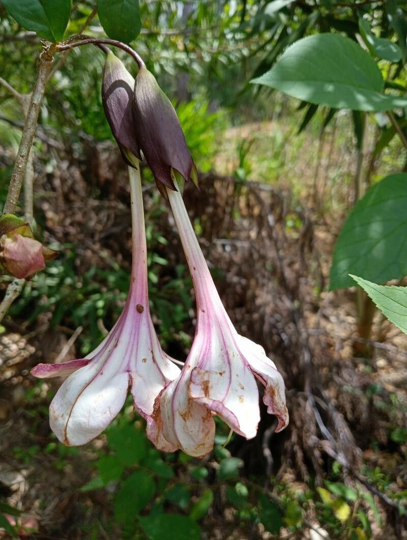 Clerodendrum arenarium flower