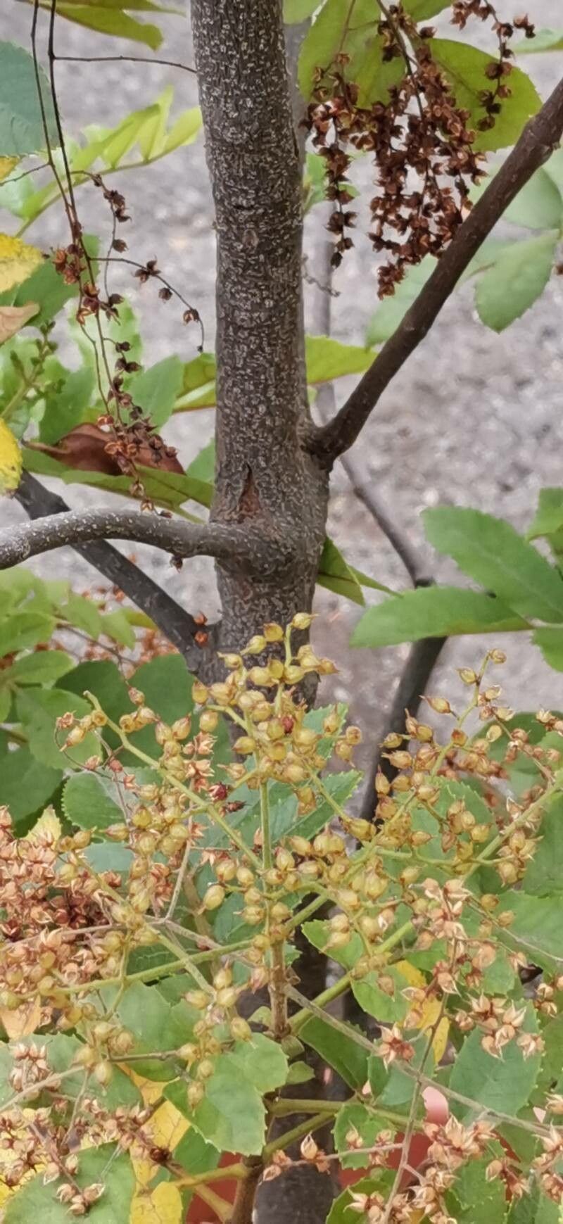 Ackama rosifolia bark