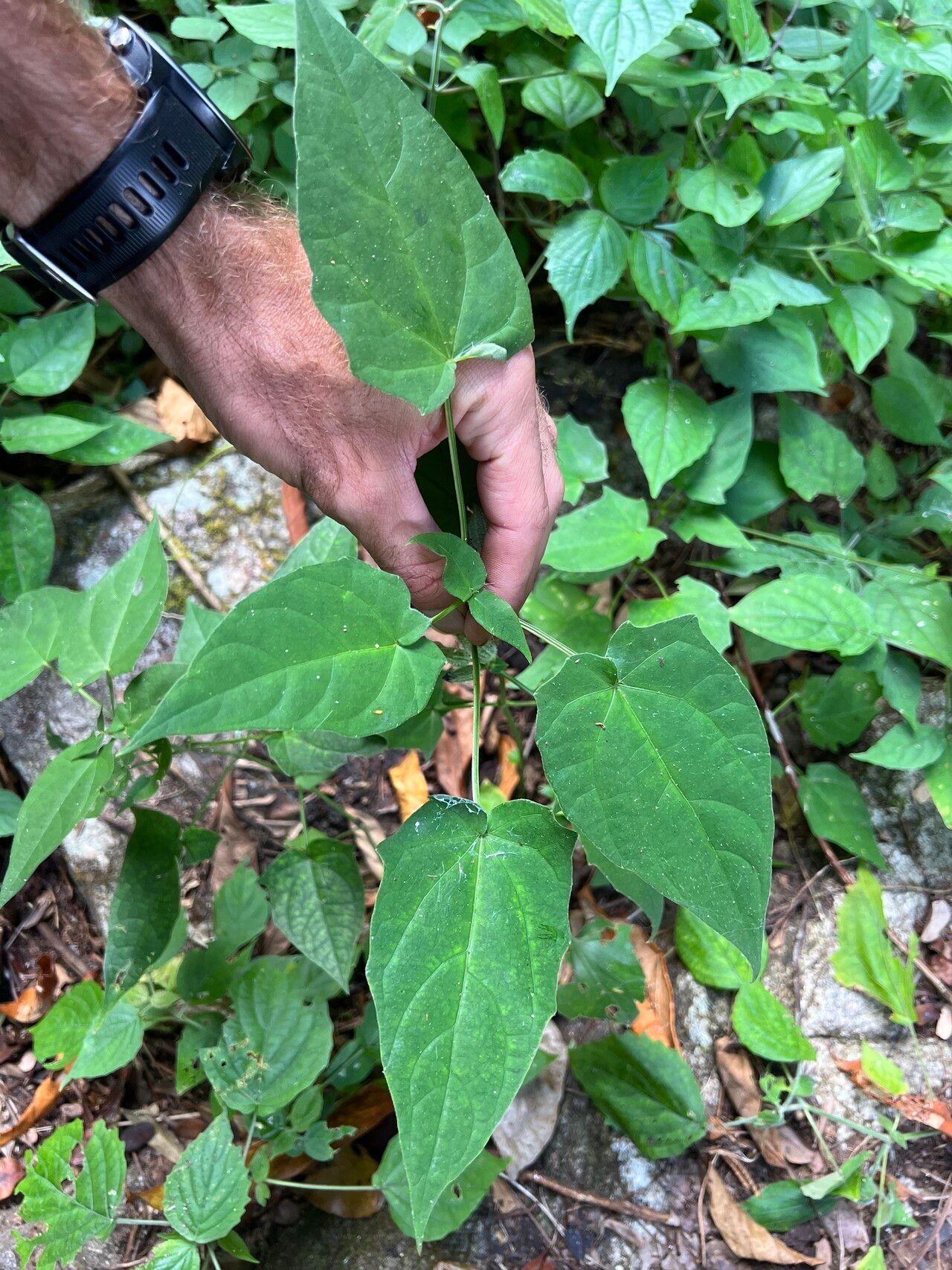 Thunbergia petersiana — search result for 'Thunbergia'