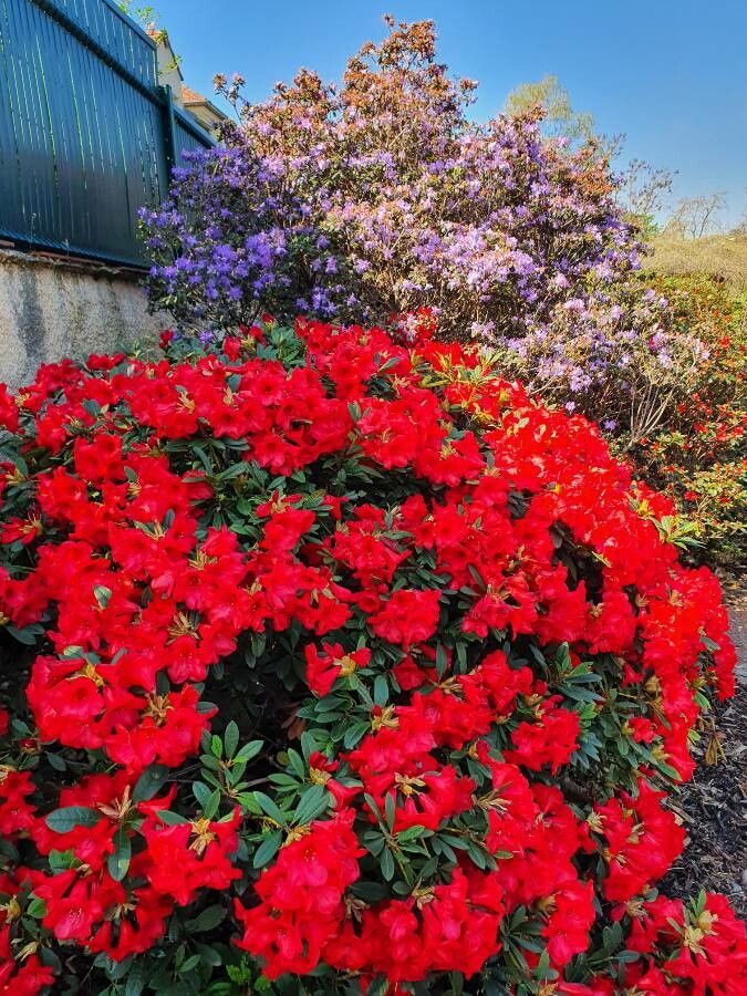 Rhododendron forrestii flower