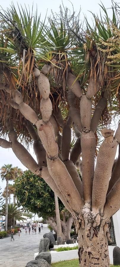 Dracaena tamaranae — search result for 'Dracaena'