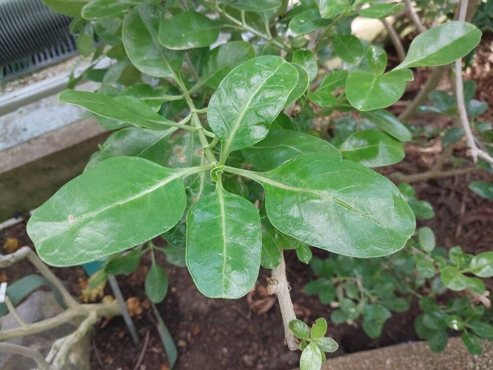 Coprosma baueri leaf