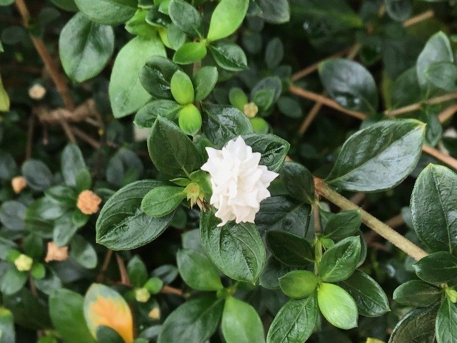 Serissa japonica flower