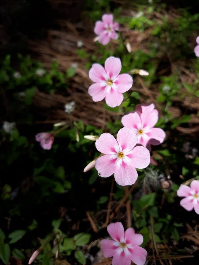 Phlox adsurgens flower