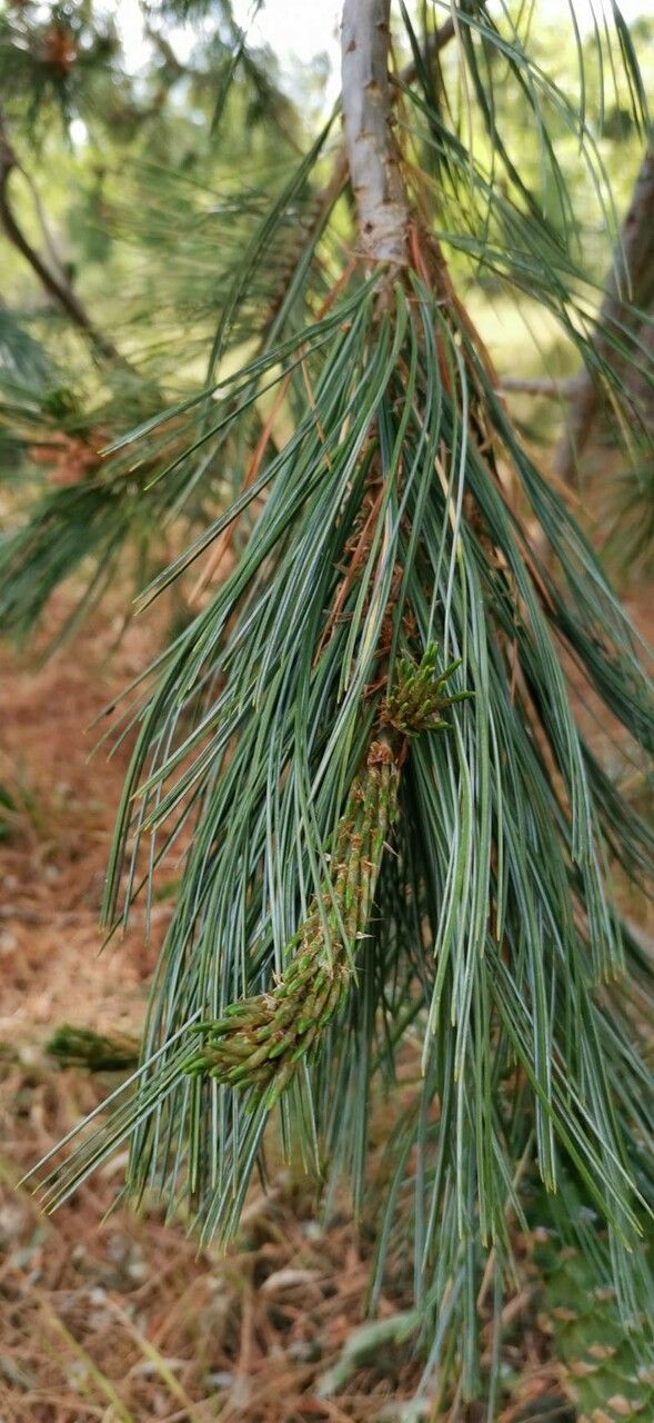 Pinus strobiformis leaf