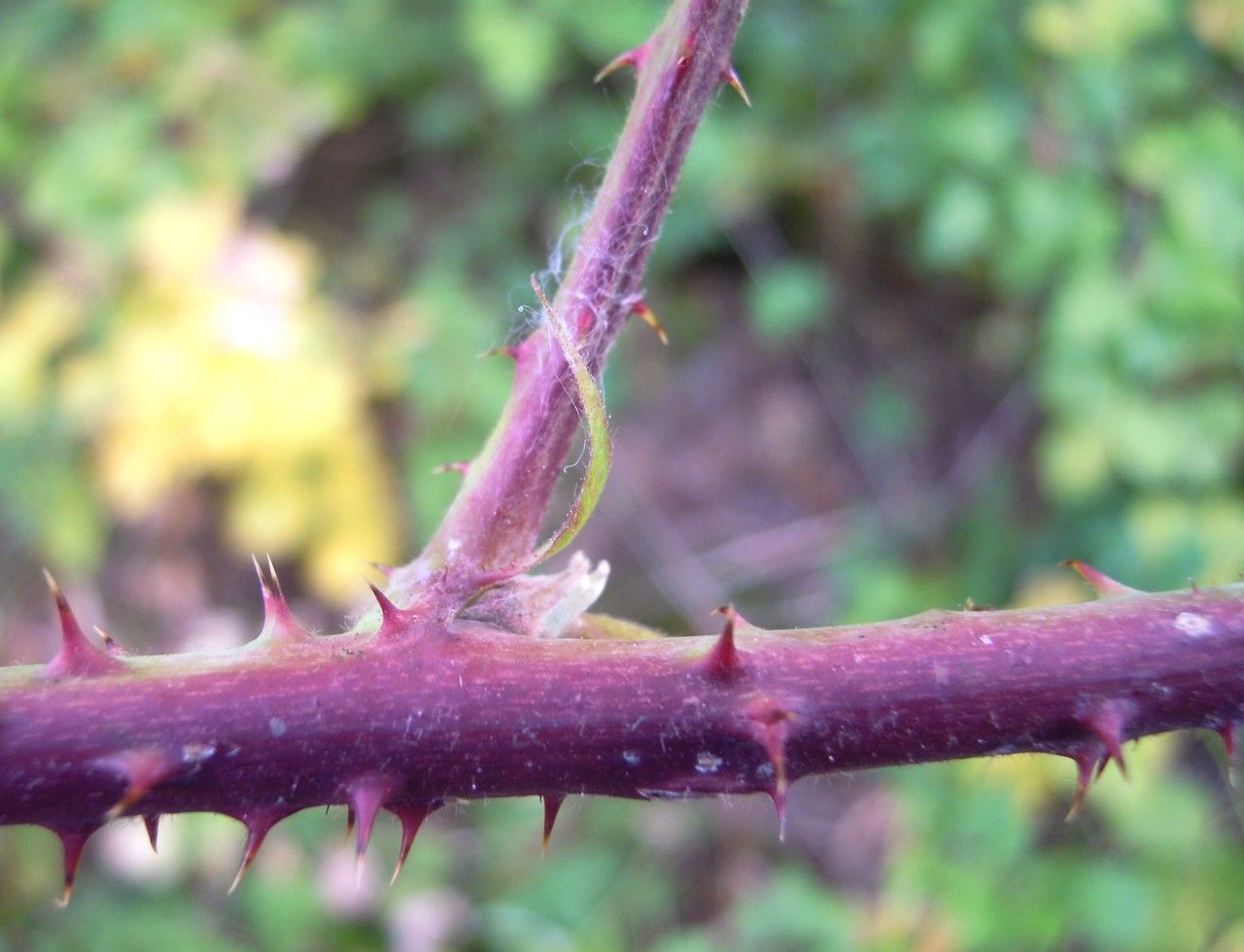 Rubus scabrosus bark