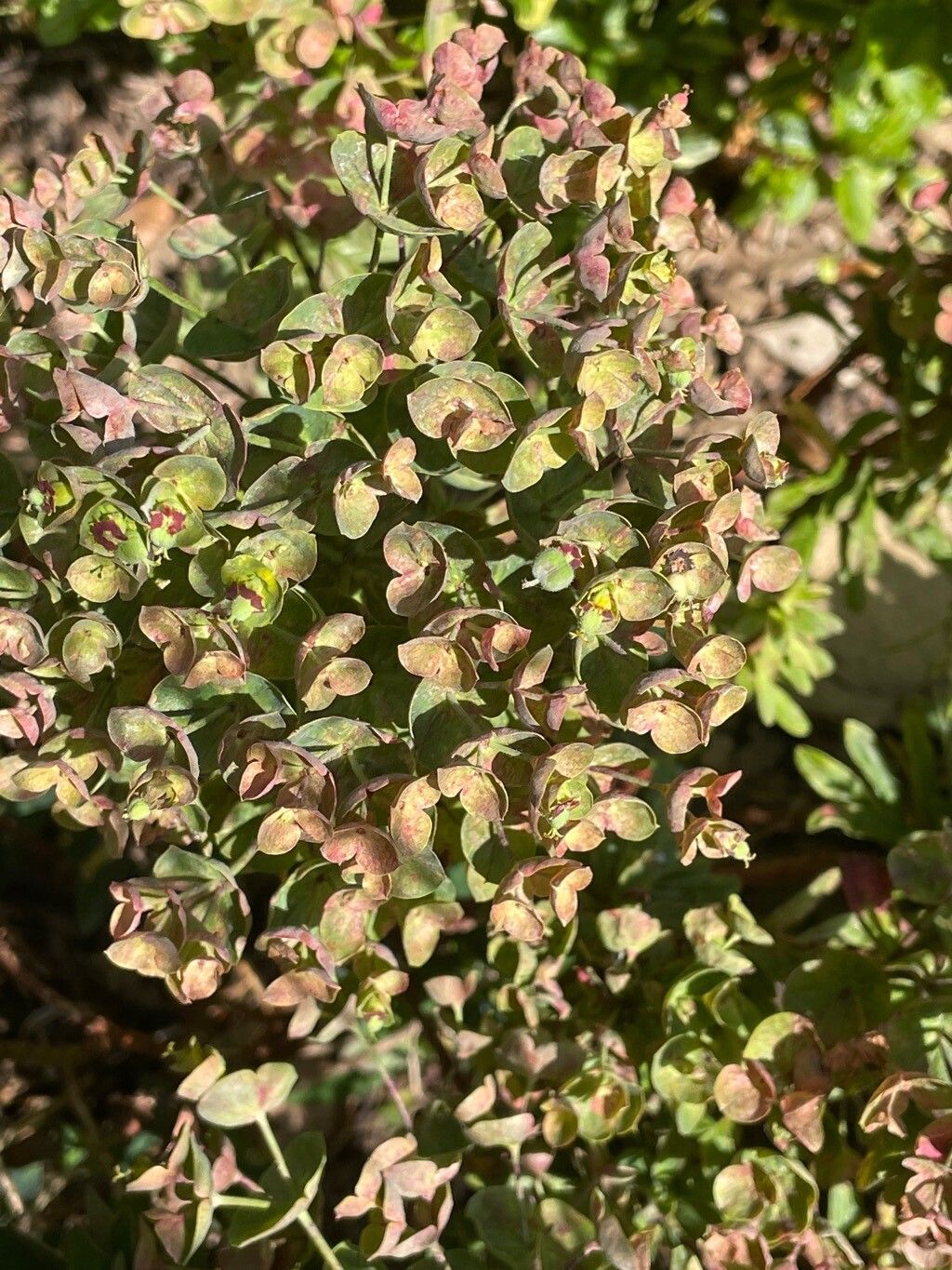 Euphorbia × martini leaf