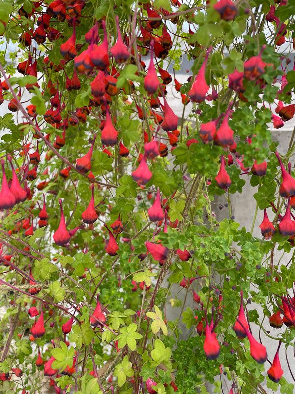 Tropaeolum tricolor — search result for 'Tropaeolum'