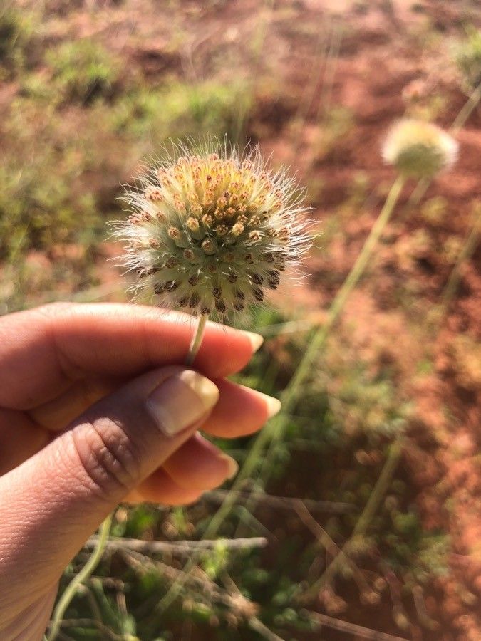 Gaillardia pinnatifida fruit
