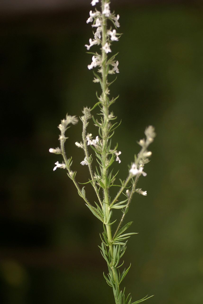 Anarrhinum pedatum — houseplant care guide