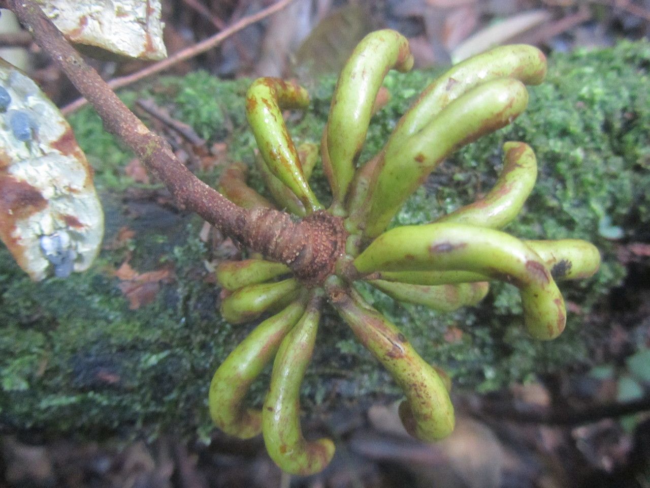 Xylopia sericophylla fruit