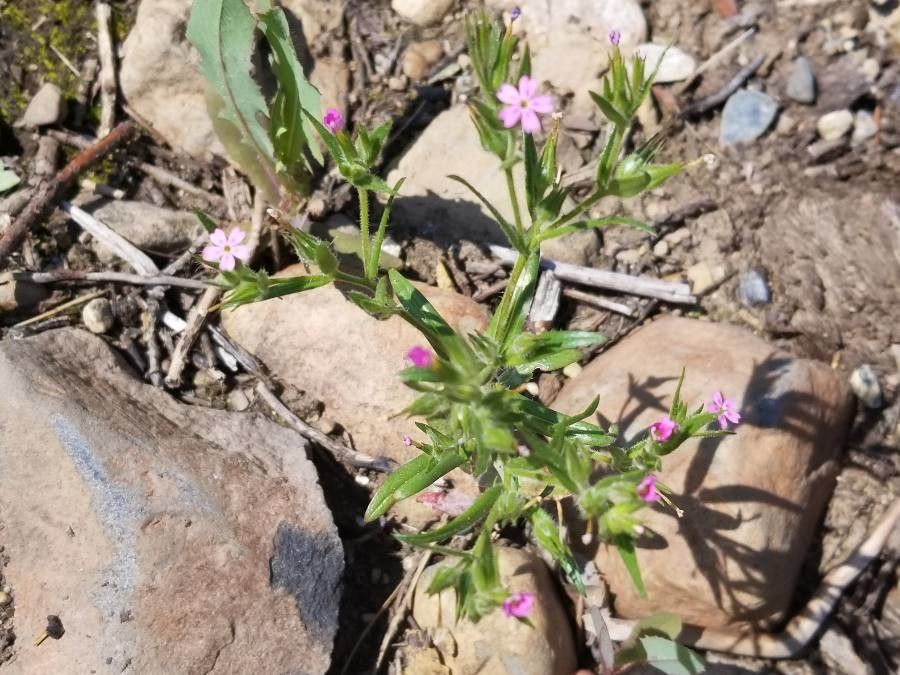 Microsteris gracilis — search result for 'Phlox'