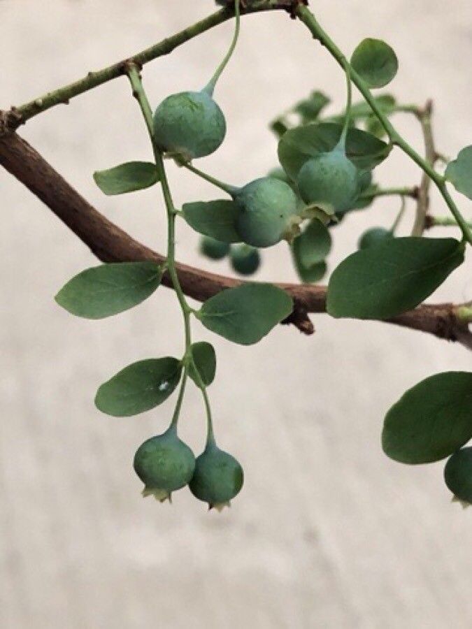 Vaccinium stamineum fruit