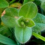 Cerastium glomeratum